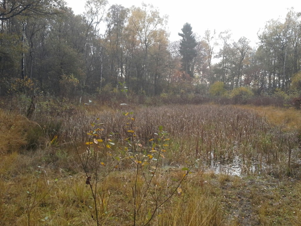 20151108_104119_resized