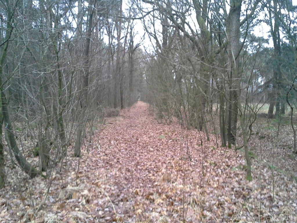 Zijn deze bladeren op 5 maart 2016 nog zichtbaar of ligt er een dik pak sneeuw?